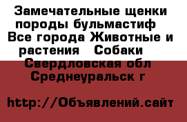 Замечательные щенки породы бульмастиф - Все города Животные и растения » Собаки   . Свердловская обл.,Среднеуральск г.